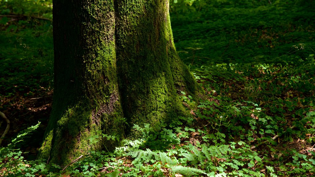 Hutan Terindah di Dunia, Salah Satunya Ada di Indonesia Lho