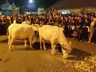 16 Budaya Asal Jateng Ditetapkan WBTB Nasional, Kirab Malam Satu Suro dan Tempe Kemul Salah Satunya