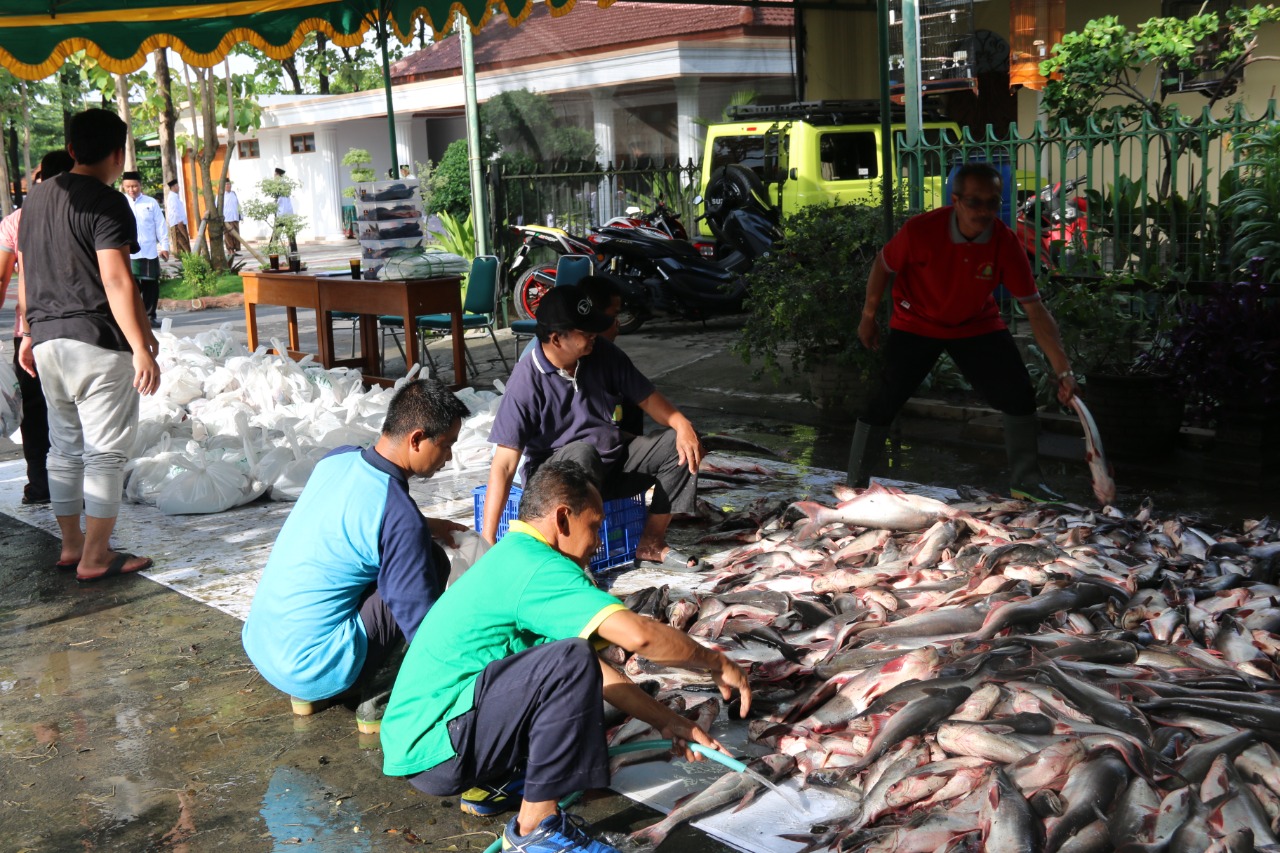 Rayakan Hari Santri 2022, PPMI Assalaam Bagikan 9,2 ton Ikan Patin