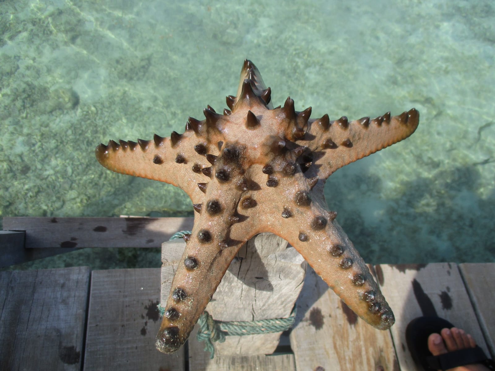 Karimunjawa, Cagar Biosfer Dunia