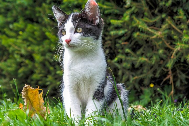 Inilah Manfaat Mengebiri Kucing Yang Harus Diketahui