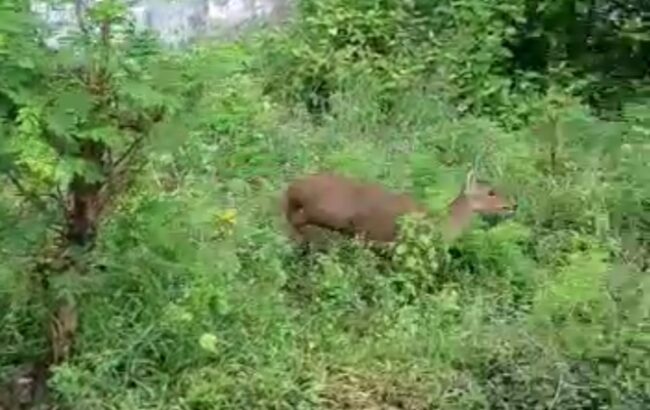 Kijang Satwa Koleksi Solo Safari Lepas, Warga Ir Sutami Solo Terkejut