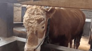 Sapi Kurban Jokowi