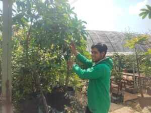 Buah Surga