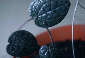 Daun Sirih Hitam
