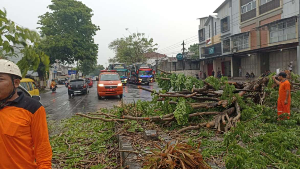 Bres! Hujan Pertama di Karanganyar Disertai Angin Kencang Menumbangkan Pohon