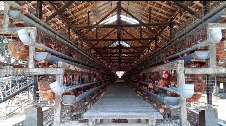 Pertenakan Ayam